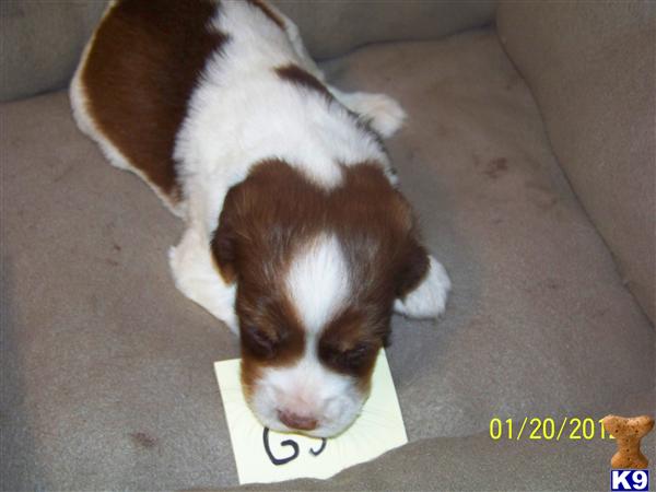 English Springer Spaniel Puppies